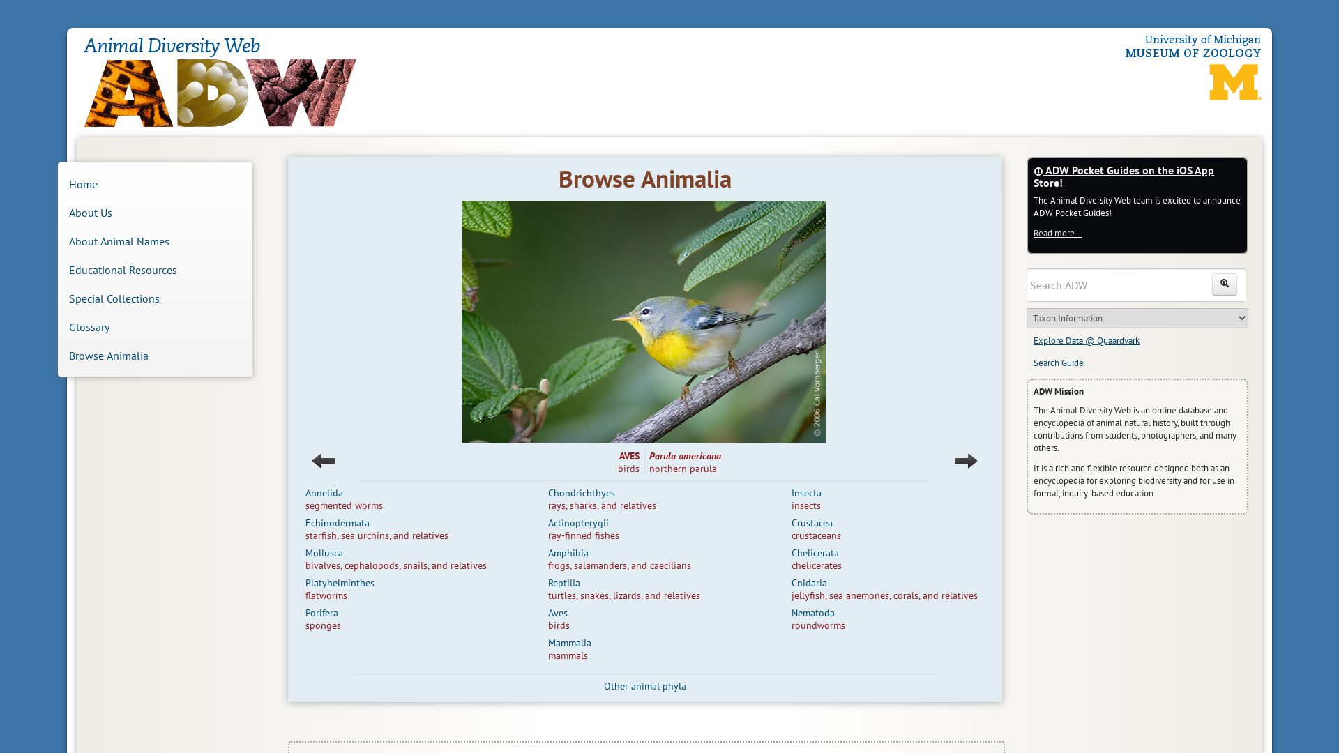 Website status animaldiversity.org is   ONLINE