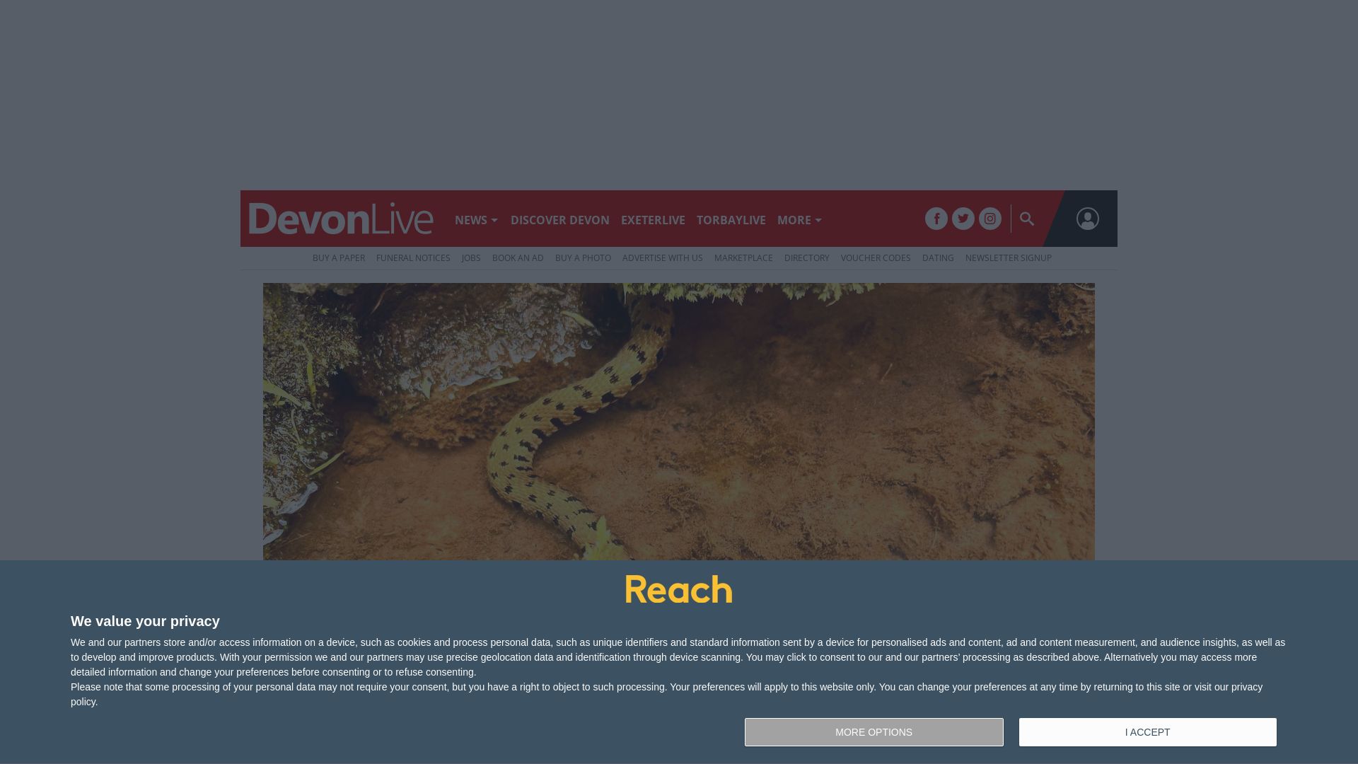 Website status devonlive.com is   ONLINE